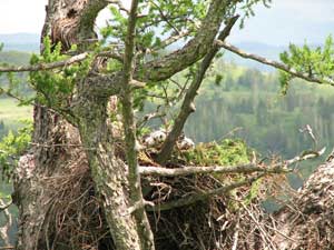 Гнездо беркута, фото В. Манаева