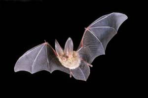 townsend big earred bat