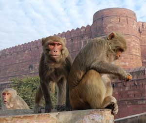 Macaque_India