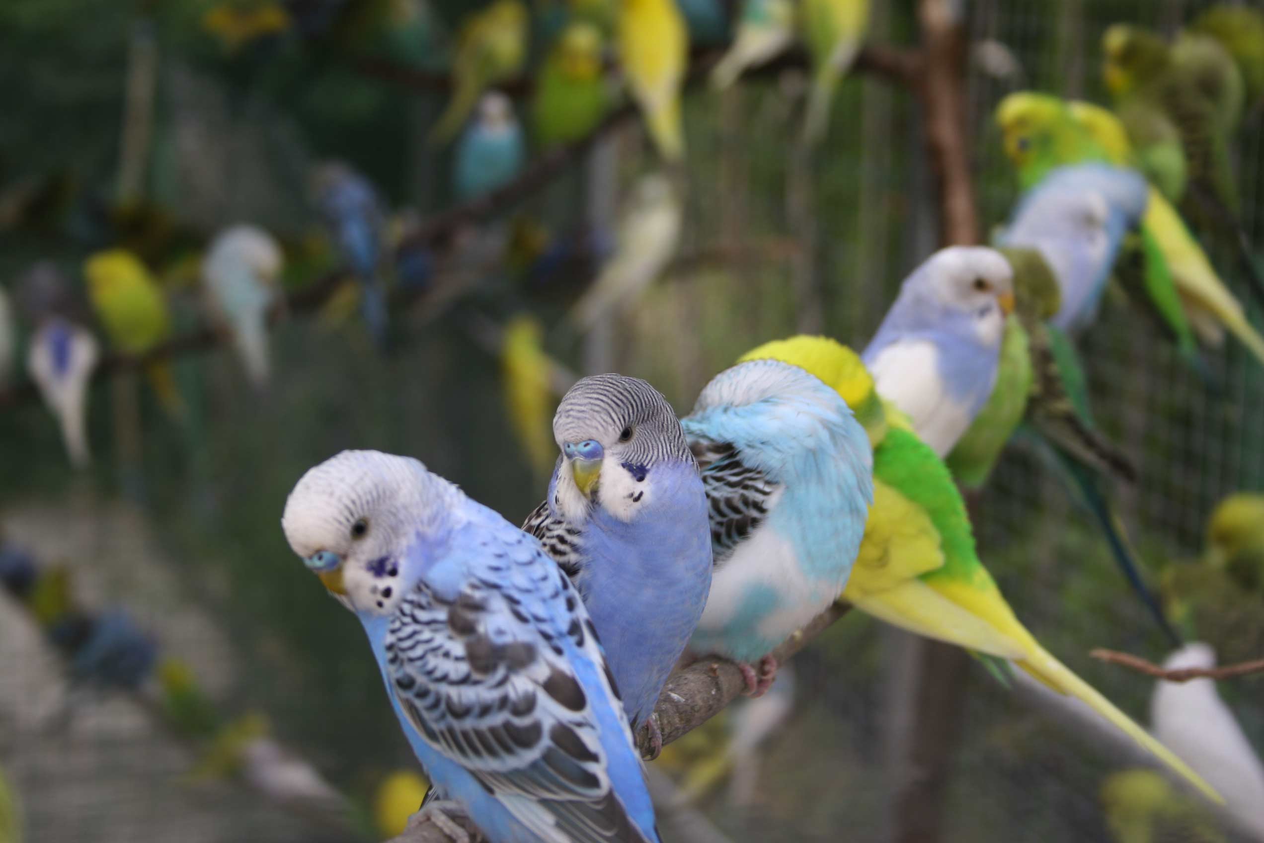 Пение самок волнистого. Попугаи волнистые попугайчики. Волнистый попугайчик в Австралии. Лазурный волнистый попугай. Родина волнистых попугайчиков.