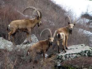 Сибирский горный козел