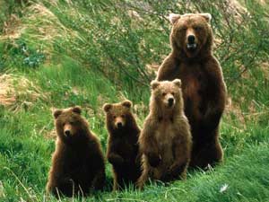 Медведица с треми медвежатами