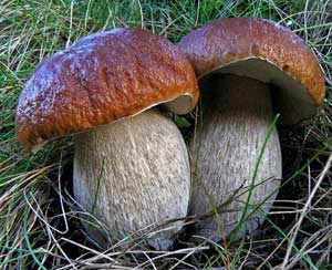 Сибирские грибы