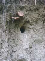 Гнездо зимородка. Фото автора