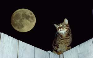луна и кот