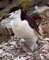 Антарктический пингвин с птенцами