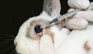 24 апреля – Всемирный день защиты лабораторных животных